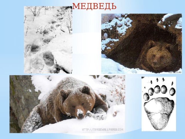МЕДВЕДЬ 