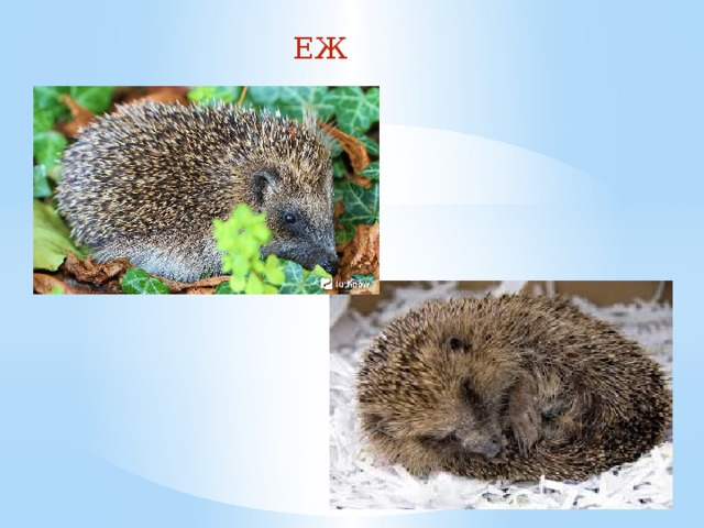 ЕЖ 