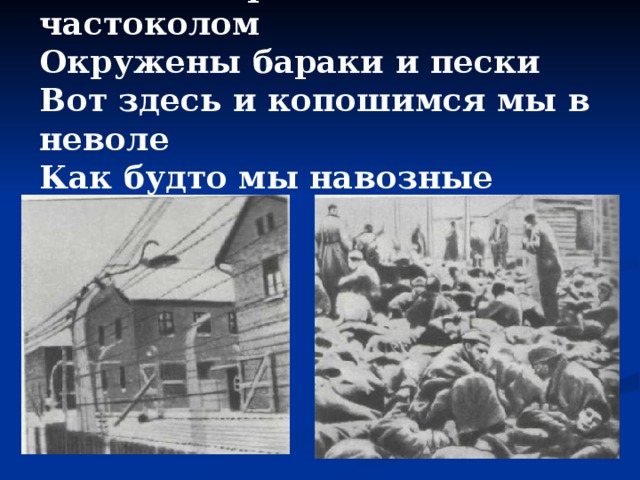 Колючей проволоки частоколом  Окружены бараки и пески  Вот здесь и копошимся мы в неволе  Как будто мы навозные жуки. 