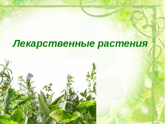 Лекарственные растения 