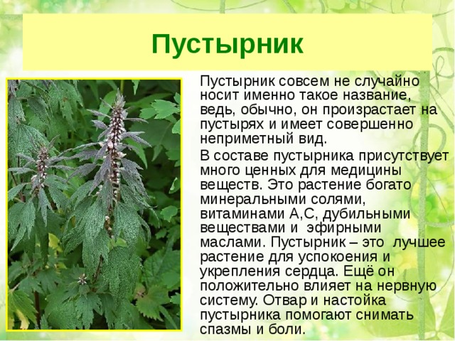 Пустырник  Пустырник совсем не случайно носит именно такое название, ведь, обычно, он произрастает на пустырях и имеет совершенно неприметный вид.  В составе пустырника присутствует много ценных для медицины веществ. Это растение богато минеральными солями, витаминами А,С, дубильными веществами и эфирными маслами. Пустырник – это лучшее растение для успокоения и укрепления сердца. Ещё он положительно влияет на нервную систему. Отвар и настойка пустырника помогают снимать спазмы и боли.  