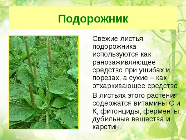 Подорожник  Свежие листья подорожника используются как ранозаживляющее средство при ушибах и порезах, а сухие – как отхаркивающее средство.  В листьях этого растения содержатся витамины С и К, фитонциды, ферменты, дубильные вещества и каротин. 