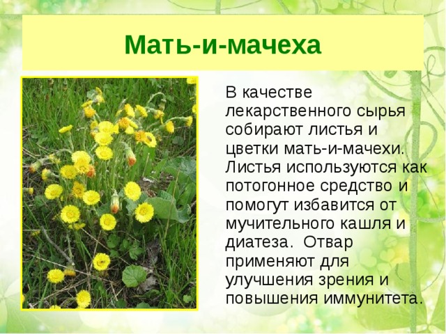 Мать-и-мачеха  В качестве лекарственного сырья собирают листья и цветки мать-и-мачехи. Листья используются как потогонное средство и помогут избавится от мучительного кашля и диатеза. Отвар применяют для улучшения зрения и повышения иммунитета. 