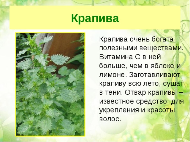Крапива  Крапива очень богата полезными веществами. Витамина С в ней больше, чем в яблоке и лимоне. Заготавливают крапиву всю лето, сушат в тени. Отвар крапивы – известное средство для укрепления и красоты волос. 
