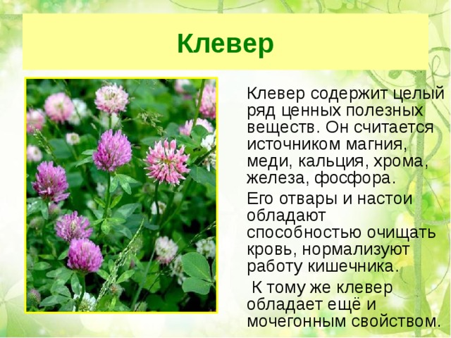 Клевер  Клевер содержит целый ряд ценных полезных веществ. Он считается источником магния, меди, кальция, хрома, железа, фосфора.  Его отвары и настои обладают способностью очищать кровь, нормализуют работу кишечника.   К тому же клевер обладает ещё и мочегонным свойством. 