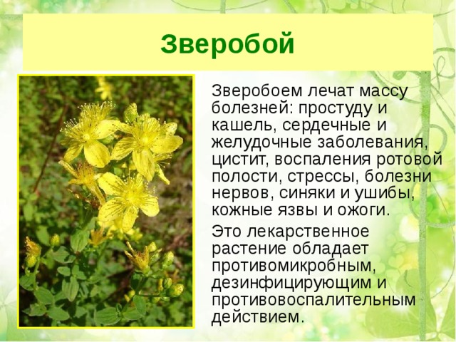 Зверобой  Зверобоем лечат массу болезней: простуду и кашель, сердечные и желудочные заболевания, цистит, воспаления ротовой полости, стрессы, болезни нервов, синяки и ушибы, кожные язвы и ожоги.  Это лекарственное растение обладает противомикробным, дезинфицирующим и противовоспалительным действием. 