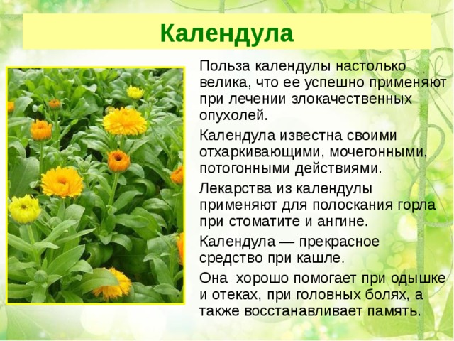 Календула  Польза календулы настолько велика, что ее успешно применяют при лечении злокачественных опухолей.  Календула известна своими отхаркивающими, мочегонными, потогонными действиями.  Лекарства из календулы применяют для полоскания горла при стоматите и ангине.  Календула — прекрасное  средство при кашле.  Она  хорошо помогает при одышке и отеках, при головных болях, а также восстанавливает память. 
