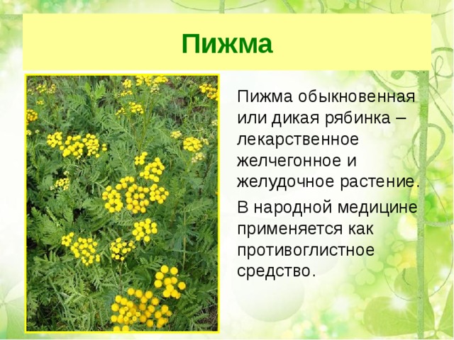 Пижма  Пижма обыкновенная или дикая рябинка – лекарственное желчегонное и желудочное растение.  В народной медицине применяется как противоглистное средство. 