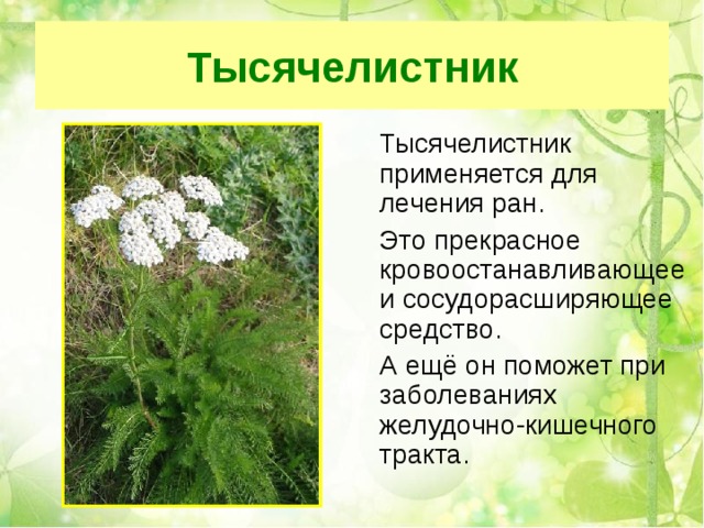 Тысячелистник  Тысячелистник применяется для лечения ран.  Это прекрасное кровоостанавливающее и сосудорасширяющее средство.  А ещё он поможет при заболеваниях желудочно-кишечного тракта. 