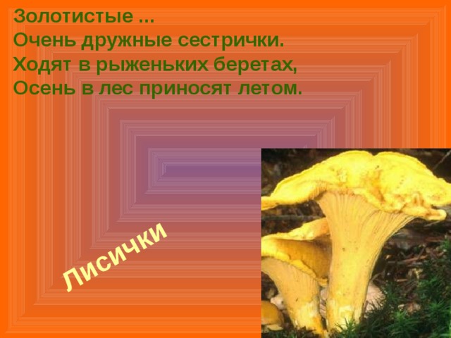 Золотистые ...  Очень дружные сестрички.  Ходят в рыженьких беретах,  Осень в лес приносят летом. Лисички  