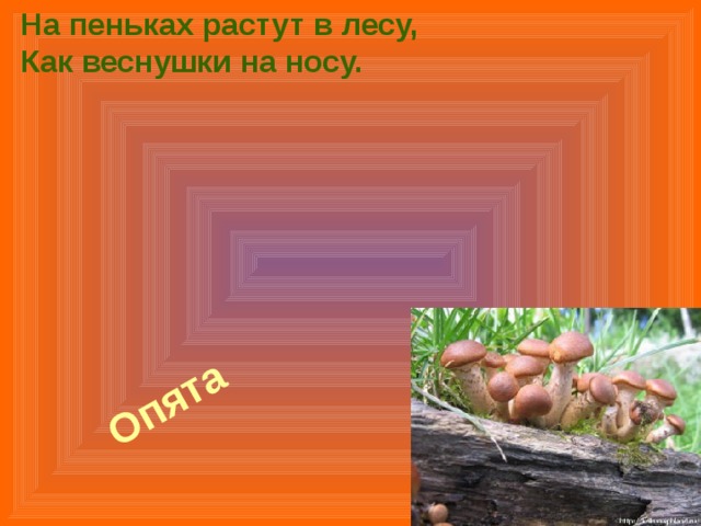 На пеньках растут в лесу,  Как веснушки на носу. Опята   