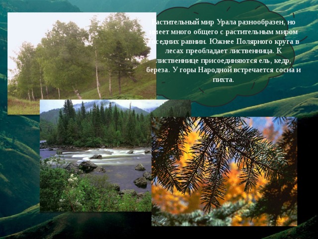 Растительный мир Урала разнообразен, но имеет много общего с растительным миром соседних равнин. Южнее Полярного круга в лесах преобладает лиственница. К лиственнице присоединяются ель, кедр, береза. У горы Народной встречается сосна и пихта. 