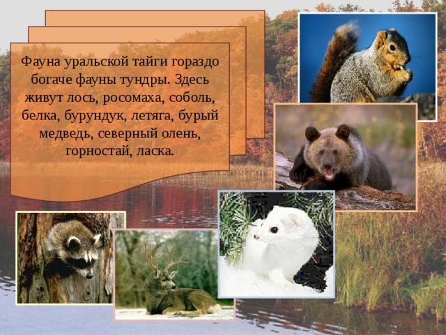 Фауна уральской тайги гораздо богаче фауны тундры. Здесь живут лось, росомаха, соболь, белка, бурундук, летяга, бурый медведь, северный олень, горностай, ласка. 