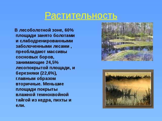 Растительность  В лесоболотной зоне, 60% площади занято болотами и слабодренированными заболоченными лесами , преобладают массивы сосновых боров, занимающие 24,5% лесопокрытой площади, и березняки (22,6%), главным образом вторичные. Меньшие площади покрыты влажной темнохвойной тайгой из кедра, пихты и ели.  