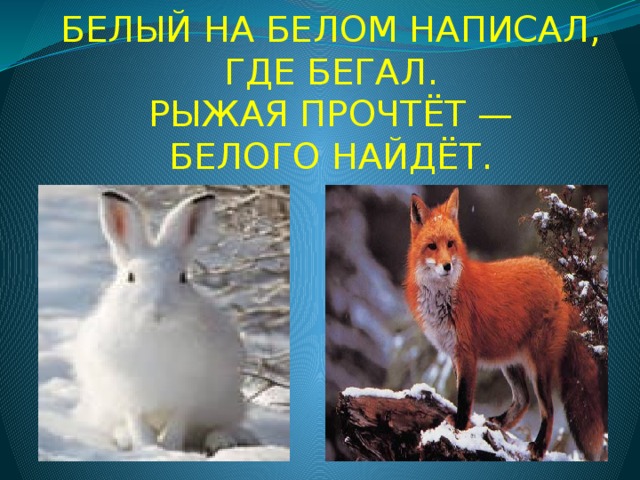 БЕЛЫЙ НА БЕЛОМ НАПИСАЛ,  ГДЕ БЕГАЛ.  РЫЖАЯ ПРОЧТЁТ —  БЕЛОГО НАЙДЁТ. 