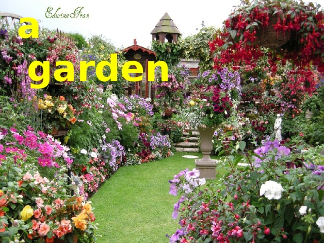 a garden 