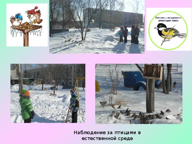 Наблюдение за птицами в естественной среде 