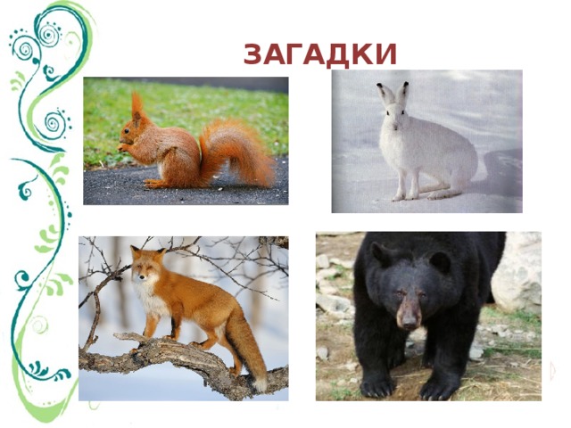 ЗАГАДКИ 