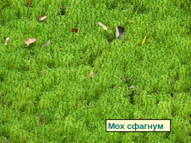 Мох сфагнум 
