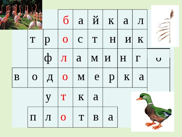         б а й к а л т р  о  с т н и к ф л а м и н г о в о д  о  м е р к а у  т  к а п л  о  т в а 
