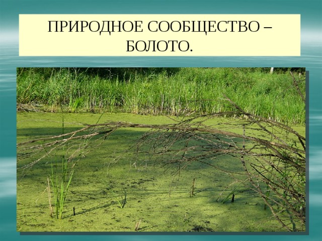 ПРИРОДНОЕ СООБЩЕСТВО – БОЛОТО. 