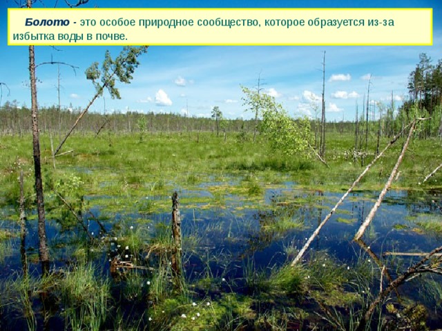  Болото - это особое природное сообщество, которое образуется из-за избытка воды в почве. 