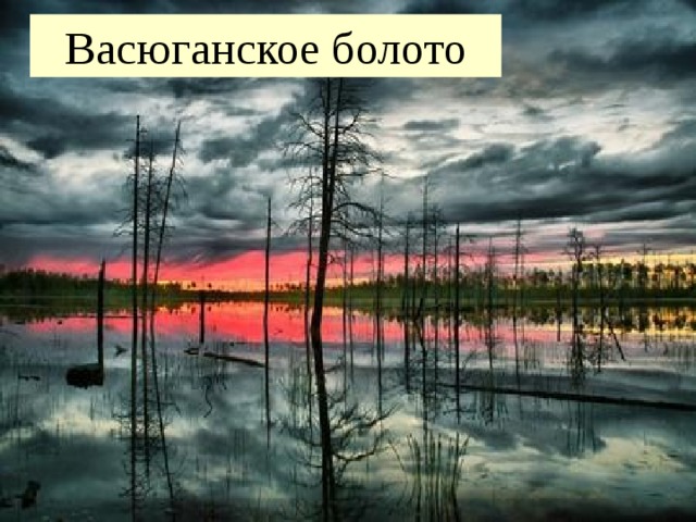 Васюганское болото 