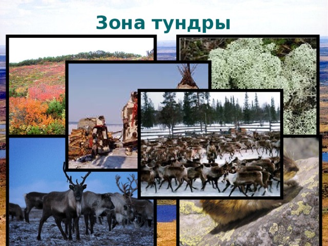 Зона тундры