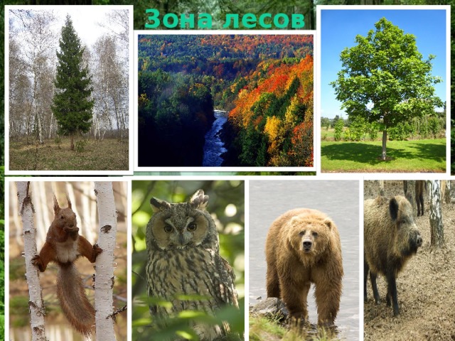 Зона лесов