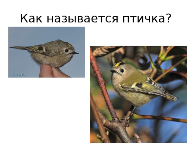 Как называется птичка? 