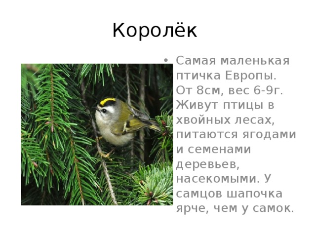Королёк Самая маленькая птичка Европы. От 8см, вес 6-9г. Живут птицы в хвойных лесах, питаются ягодами и семенами деревьев, насекомыми. У самцов шапочка ярче, чем у самок. 