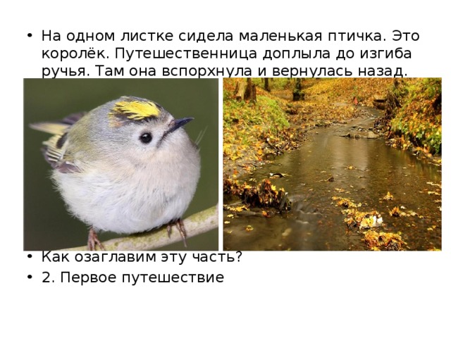 На одном листке сидела маленькая птичка. Это королёк. Путешественница доплыла до изгиба ручья. Там она вспорхнула и вернулась назад. Как озаглавим эту часть? 2. Первое путешествие 