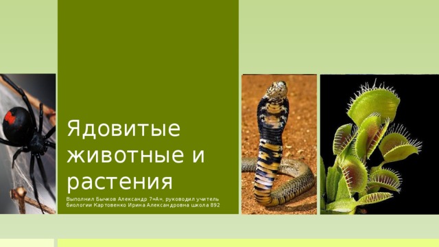 Ядовитые животные и  растения Выполнил Бычков Александр 7»А», руководил учитель биологии Картовенко Ирина Александровна школа 892  