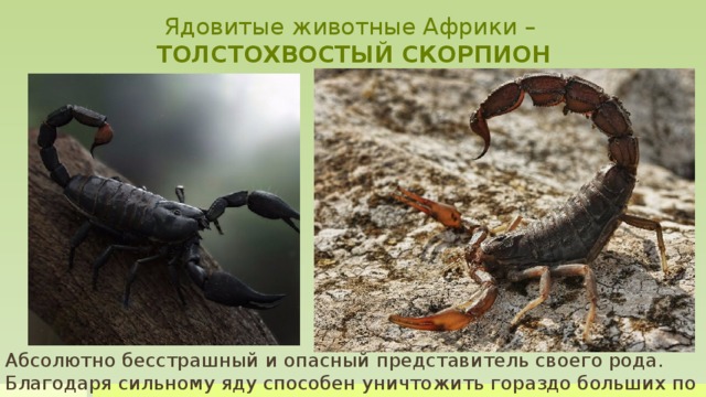 Ядовитые животные Африки –  ТОЛСТОХВОСТЫЙ СКОРПИОН Абсолютно бесстрашный и опасный представитель своего рода. Благодаря сильному яду способен уничтожить гораздо больших по размеру противников. Может без труда заползти в дом. Его яд убивает человека в течение 4 часов. От стопроцентного летального исхода спасти может только противоядие. Скорпион опасен также тем, что нападает на все движущиеся объекты. Следует отметить, что яд скорпионов для человека чаще всего безвреден, но некоторые виды, в том числе и те, о которых я рассказываю, могут оказаться смертельно опасными. Абсолютно бесстрашный и опасный представитель своего рода. Благодаря сильному яду способен уничтожить гораздо больших по размеру противников.  