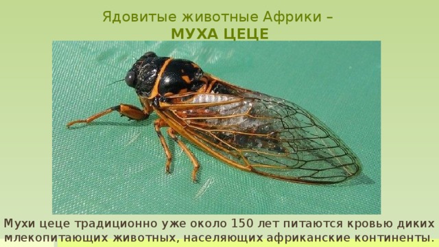 Ядовитые животные Африки –  МУХА ЦЕЦЕ Тело рыжевато-серое, имеет продольные полоски, брюшко желтоватое ближе к голове, серое снизу.  Мухи цеце традиционно уже около 150 лет питаются кровью диких млекопитающих животных, населяющих африканские континенты.  У мухи цеце кровью питаются и самки, и самцы. Для того чтобы получить порцию крови при укусе, у них на конце выдающегося вперед хоботка имеются мелкие зубы, которыми прокусывается кожа и самая толстая шкура животных. После укуса муха впрыскивает слюну, содержащую вещества, разжижающие кровь, и пьет кровь, значительно увеличиваясь в размерах.  Заболевание, переносимое мухой цеце, вызывается паразитом под названием трипаносома. Тяжесть болезнь усугубляется лихорадкой, слабостью, сонливостью, общей слабостью, головной болью.   Мухи цеце традиционно уже около 150 лет питаются кровью диких млекопитающих животных, населяющих африканские континенты.    