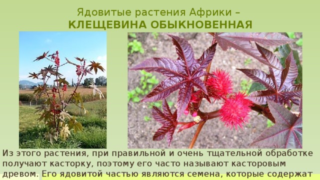 Ядовитые растения Африки –  КЛЕЩЕВИНА ОБЫКНОВЕННАЯ Из этого растения, при правильной и очень тщательной обработке получают касторку, поэтому его часто называют касторовым древом. Его ядовитой частью являются семена, которые содержат высокотоксичный рицин. Симптомы отравления включают в себя кровавую диарею и рвоту, низкое кровяное давление, боли в животе. Сильное обезвоживание наряду с гипотонией приводит к смерти. В 2007 году мировые рекорды Гиннеса пометили клещевину как наиболее ядовитое растение в мире. Из этого растения, при правильной и очень тщательной обработке получают касторку, поэтому его часто называют касторовым древом. Его ядовитой частью являются семена, которые содержат высокотоксичный рицин.  