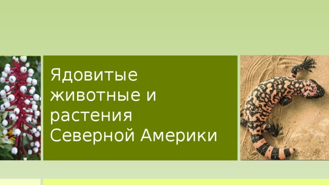 Ядовитые  животные и растения  Северной Америки  