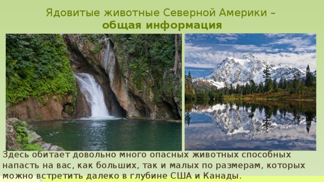 Ядовитые животные Северной Америки –  общая информация По смертельности среди континентов Северная Америка находится где-то посередине. Возможно даже на более безопасной половине. Но не позволяйте ложному чувству безопасности вселиться в вас. Здесь обитает довольно много опасных животных способных напасть на вас, как больших, так и малых по размерам, которых можно встретить далеко в глубине США и Канады. Здесь обитает довольно много опасных животных способных напасть на вас, как больших, так и малых по размерам, которых можно встретить далеко в глубине США и Канады.  