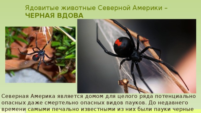 Ядовитые животные Северной Америки –  ЧЕРНАЯ ВДОВА Северная Америка является домом для целого ряда потенциально опасных даже смертельно опасных видов пауков. До недавнего времени самыми печально известными из них были пауки черные вдовы. Это было очень серьезным основанием считать, что яд черной вдовы является вторым по силе среди всех пауков. Всего 0,05 мг этого мощного нейротоксина может быть достаточно, чтобы человек умер. В промежутке между 1965 и 1990 годами из-за укусов черной вдовы было зарегистрировано 36 смертельных случаев.  У пауков, в том числе ядовитых, много врагов. Птицы ловят большое количество пауков на земле или прямо из их сетей. Осы используют захваченного паука для откладывания своих яиц внутрь этих пауков. Личинки затем съедают парализованного паука. Также ловят пауков муравьи.   Северная Америка является домом для целого ряда потенциально опасных даже смертельно опасных видов пауков. До недавнего времени самыми печально известными из них были пауки черные вдовы.  