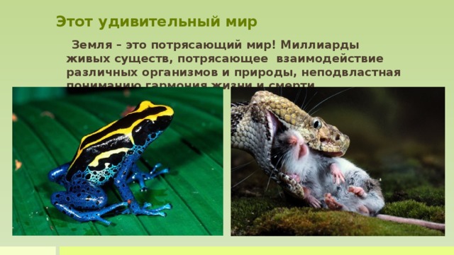Этот удивительный мир  Земля – это потрясающий мир! Миллиарды живых существ, потрясающее взаимодействие различных организмов и природы, неподвластная пониманию гармония жизни и смерти. Земля – это потрясающий мир: миллиарды живых существ, потрясающее взаимодействие различных организмов и природы, неподвластная пониманию гармония жизни и смерти. Наш мир совсем не так прост как кажется порой. Это постоянная борьба за выживание.  