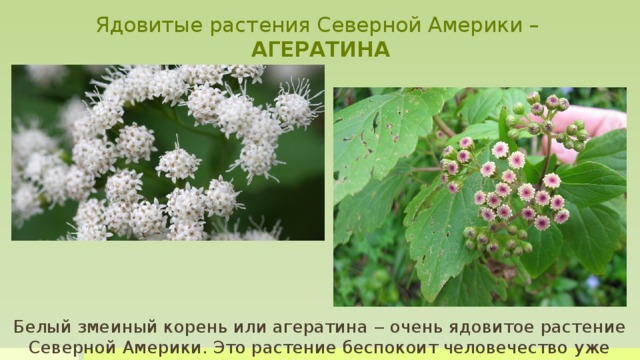 Ядовитые растения Северной Америки –  АГЕРАТИНА Белый змеиный корень или агератина ‒ очень ядовитое растение Северной Америки. Это растение беспокоит человечество уже почти 200 лет. Агератина, которая часто стает кормом крупного рогатого скота, содержит токсин треметол. После этого мясо и молоко животных стает ядовитым для человека. Но, ядовитая природа этого растения успешно используется в качестве противоядия для змеиных укусов. Белый змеиный корень или агератина ‒ очень ядовитое растение Северной Америки. Это растение беспокоит человечество уже почти 200 лет.  