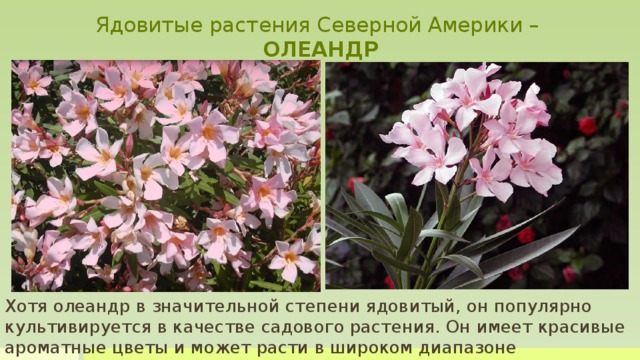 Ядовитые растения Северной Америки –  ОЛЕАНДР Хотя олеандр в значительной степени ядовитый, он популярно культивируется в качестве садового растения. Он имеет красивые ароматные цветы и может расти в широком диапазоне климатических условий. Случаи отравления из-за олеандра очень высоки, в США в 2002 году было зарегистрировано 845 случаев, но смертность очень низкая только 3 смерти из 845 жертв. Сок олеандра вызывает боль в животе вместе с рвотой и диареей. Это также может привести к нерегулярному сердцебиению и даже вызвать судороги, которые могут стать причиной комы и смерти. Хотя олеандр в значительной степени ядовитый, он популярно культивируется в качестве садового растения. Он имеет красивые ароматные цветы и может расти в широком диапазоне климатических условий.  
