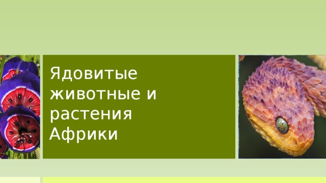Ядовитые  животные и растения  Африки  