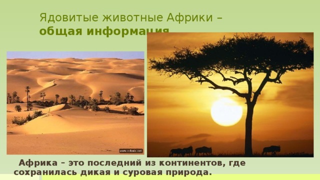 Ядовитые животные Африки –  общая информация Африка – это последний из континентов, где сохранилась дикая и суровая природа. Именно здесь, где царят жесткие условия выживания, появляются невероятно сильные и опасные существа, которых не встретишь больше ни в одной точке земного шара. Они стремительны, сильны и смертельно опасны.   Африка – это последний из континентов, где сохранилась дикая и суровая природа.    