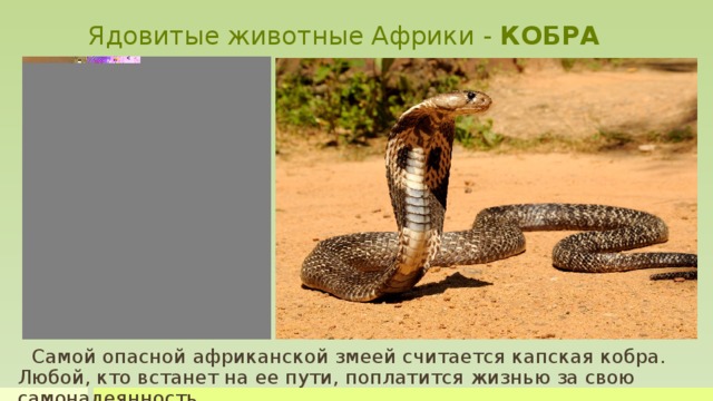 Ядовитые животные Африки - КОБРА Самой опасной африканской змеей считается капская кобра. Любой, кто встанет на ее пути, поплатится жизнью за свою самонадеянность.  Эта полутораметровая змея не является самой большой или самой широко распространенной ядовитой змеей в Африке. Окраска этой змеи одноцветная янтарно-желтая, часто с коричневой поперечной полосой на нижней стороне шеи.  Опасаться кобре следует, пожалуй, только мангустов. Эти ловкие и бесстрашные зверьки не боятся змей, так как их укусы не причиняют мангусту особого вреда.   Самой опасной африканской змеей считается капская кобра. Любой, кто встанет на ее пути, поплатится жизнью за свою самонадеянность.           