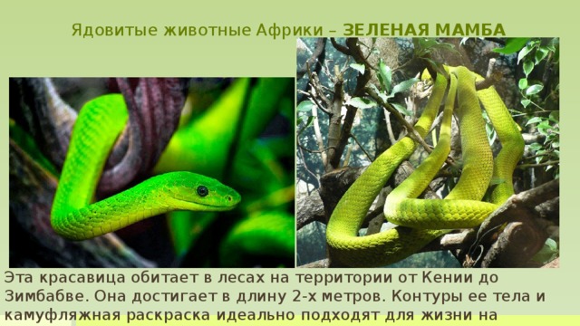 Ядовитые животные Африки – ЗЕЛЕНАЯ МАМБА Среди ветвей листьев таится еще одна, практически невидимая ядовитая змея. Это восточная зеленая мамба. Эта красавица обитает в лесах на территории от Кении до Зимбабве. Она достигает в длину 2-х метров. Контуры ее тела и камуфляжная раскраска идеально подходят для жизни на деревьях, где она спит, размножается и питается.  Она реагирует на движение, поэтому один взмах руки станет достаточным поводом для нанесения удара. После ее укуса жертва чувствует обжигающую боль. По мере распространения яд разъедает ткани и приводит к омертвлению конечностей, оставляя ужасные шрамы.   Но зачастую зеленые мамбы предпочитают убежать от опасности, поэтому случаев смерти от ее укуса не так многочисленны.    Эта красавица обитает в лесах на территории от Кении до Зимбабве. Она достигает в длину 2-х метров. Контуры ее тела и камуфляжная раскраска идеально подходят для жизни на деревьях.  