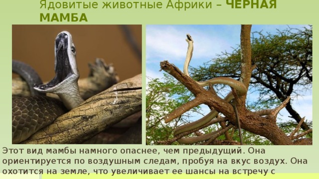 Ядовитые животные Африки – ЧЕРНАЯ МАМБА Но у нее есть гораздо менее застенчивая, но не менее опасная родственница – это черная мамба. Она ориентируется по воздушным следам, пробуя на вкус воздух. Этот вид мамбы намного опаснее, чем предыдущий. Она встречается на большей территории — от Эфиопии до Намибии и охотится на земле, что увеличивает ее шансы на встречу с человеком.   Невероятно, но эта змея может приподнять половину своего 3-х метрового тела над землей и взобраться на дерево, не опираясь на ствол. Попадая в опасную ситуацию, змея сначала попробует найти способ убежать, а если такой возможности не предвидится, то она сумеет постоять за себя    Этот вид мамбы намного опаснее, чем предыдущий. Она ориентируется по воздушным следам, пробуя на вкус воздух. Она охотится на земле, что увеличивает ее шансы на встречу с человеком.      