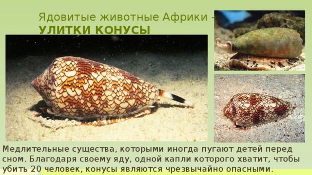 Ядовитые животные Африки –  УЛИТКИ КОНУСЫ Медлительные существа, которыми иногда пугают детей перед сном. Улитки конусы не имеют никакого страха. Благодаря своему яду, одной капли которого хватит, чтобы убить 20 человек, конусы являются чрезвычайно опасными. Они распространены во всех тропических морях, омывающих Черный континент. Ядовитого слизняка еще называют улиткой-сигаретой, так как его яд убивает жертву за три—пять минут. Этого времени как раз достаточно для выкуривания одной сигареты. Медлительные существа, которыми иногда пугают детей перед сном. Благодаря своему яду, одной капли которого хватит, чтобы убить 20 человек, конусы являются чрезвычайно опасными.  