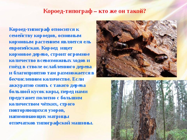 Короед-типограф – кто же он такой? Короед-типограф относится к семейству короедов, основным кормовым растением является ель европейская. Короед ищет кормовое дерево, строит огромное количество всевозможных ходов и гнёзд в стволе ослабленного дерева и благоприятно там размножается в бесчисленном количестве. Если аккуратно снять с такого дерева большой кусок коры, перед нами предстанет полотно с большим количеством чётких, строго повторяющихся узоров, напоминающих матрицы отпечатков типографской машины. 