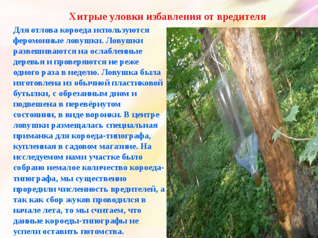 Хитрые уловки избавления от вредителя Для отлова короеда используются феромонные ловушки. Ловушки развешиваются на ослабленные деревья и проверяются не реже одного раза в неделю. Ловушка была изготовлена из обычной пластиковой бутылки, с обрезанным дном и подвешена в перевёрнутом состоянии, в виде воронки. В центре ловушки размещалась специальная приманка для короеда-типографа, купленная в садовом магазине. На исследуемом нами участке было собрано немалое количество короеда-типографа, мы существенно проредили численность вредителей, а так как сбор жуков проводился в начале лета, то мы считаем, что данные короеды-типографы не успели оставить потомства. 